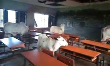 Oyo goes tough over cows herding in schools, public places