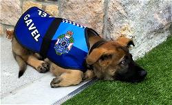 Police sack dog for being too friendly