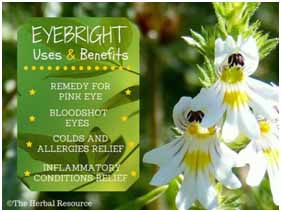 Amazing!How 4 Strange Herbal Tea Can Help Crush Any Eye Problem