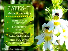 Amazing!How 4 Strange Herbal Tea  Can Help Crush Any Eye Problem