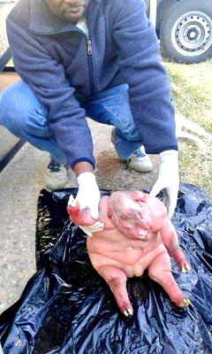 Alleged sheep gives birth to a human lamb