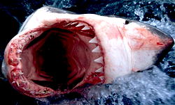 Shark thriller to scare new generation