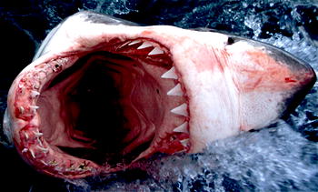 Surfer bitten by shark in latest Australia attack