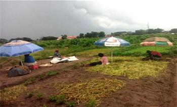 Calabar women go to farm with  umbrellas to preserve beautiful bodies