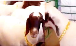 Video: Saudi Prince allegedly buys 24-karat gold necklaces for his sheep