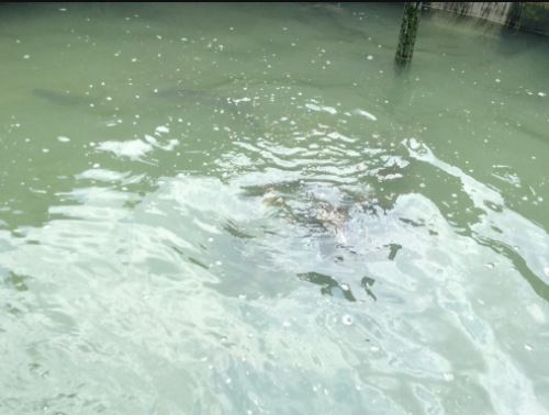 Fish pond