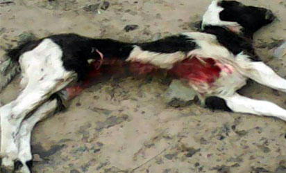 Fear as goats die mysteriously in Delta community