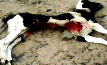Fear as goats die mysteriously in Delta community