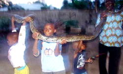 Snakes: How 3 African countries export pythons with Nigeria’s quota – UNIUYO Don