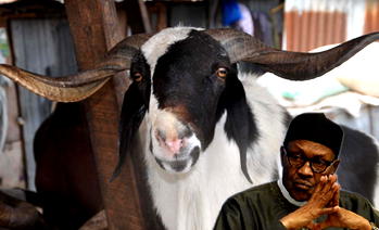 Eid-el-Kabir: Buhari, govs, PDP, CAN, Glo, others preach peace, unity