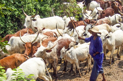 herdsmen Nigerian herdsmen crisis: what’s at stake?