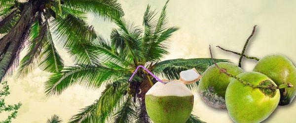 Poor funding, major hindrance to effective coconut research – NIFOR D-G
