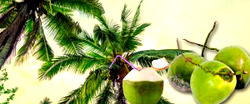 Coconut prevents mosquito bit – Don