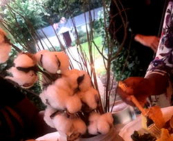 FG to support cotton sector to enhance productivity