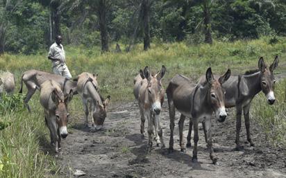 Nigeria can generate $2bn annually from donkeys  – Investors
