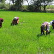 How farmers, herders foster peace in Plateau