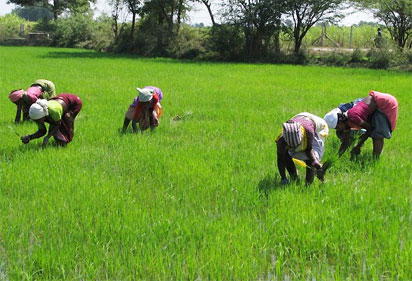 farmland Borno rice farmers task govt on access road