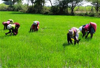 NIHORT trains farmers in Oyo
