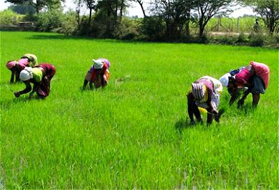 Food Security: NALDA moves to reactivate 1,200 hectares farmland in Ekiti