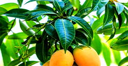 Mango leaves, good for kidney treatment —Doctor