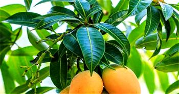 Mango leaves, good for kidney treatment —Doctor