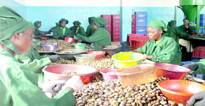 NEPC: Growing the non-oil sector to boost forex