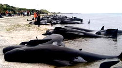 Japan shuns outcry, kills 177 whales