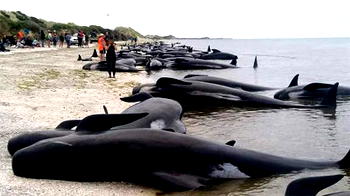 Japan shuns outcry, kills 177 whales
