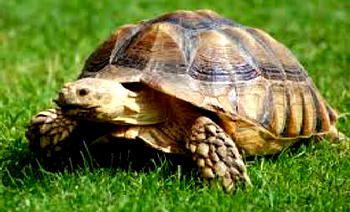 LOVE POTION: Love-struck Akwa  Ibom women warned over tortoise