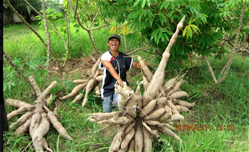 Eliminating crude ethanol imports through enhanced cassava production