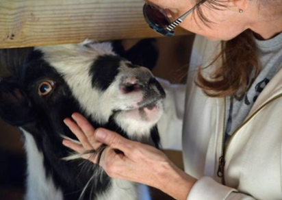 Ollie Nigerian dwarf goat