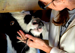 Ollie Nigerian dwarf goat dies in US