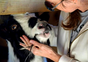 Ollie Nigerian dwarf goat dies in US