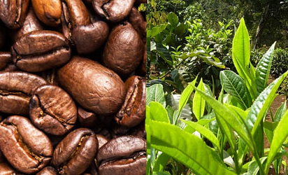 Uganda sees biggest increase in coffee exports in decades