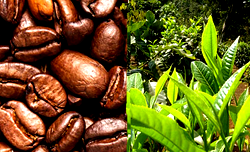 Boosting Nigeria’s tea and coffee production