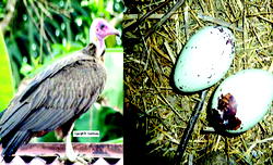 UNBELIEVABLE: Politicians conjure power with vulture eggs to win votes