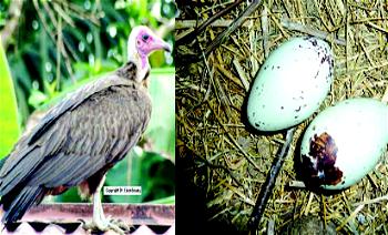 UNBELIEVABLE: Politicians conjure power with vulture eggs to win votes