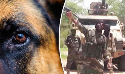 dog boko haram Man’s cruelty to animals