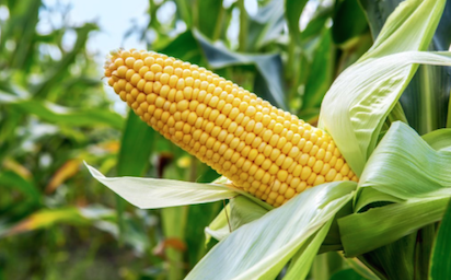 maize FG orders repatriation of imported genetically modified maize