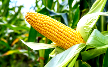 Association devises easy way to collect, dispose of maize husks, other vegetables waste
