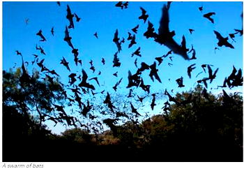 REVEALED: Coronavirus originates in bats, no sign of lab manipulations — WHO