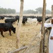 Herders-farmers clashes: Presidency welcomes Truro’s report to UK Parliament ---accepts, ranching produces more meat, milk