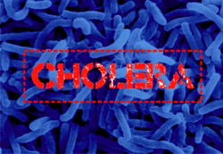 Cholera cases drop by 60% worldwide  — WHO