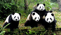How to make toilet rolls from panda faeces