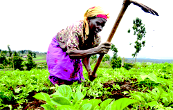 Sterling unveils agric summit for Africa
