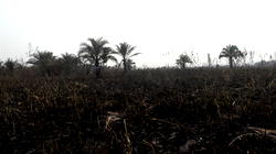 Video: Olu Falae’s farm burnt by herdsmen