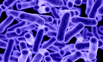 500 years later, scientists finger germ behind Mexican ‘pestilence’