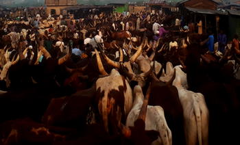Court remands 2 cattle breeders for alleged culpable homicide