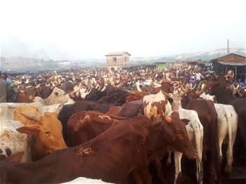 1 dead, 4 injured in Adamawa cattle market clash