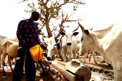 Workers flee as herdsmen overrun LG offices in Ondo